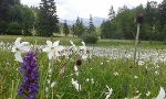 Ansicht einer Blumenwiese